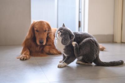 $!Golden retriever and British short hair cat