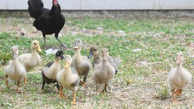 Decomisan animales de consumo que eran vendidos en plena vía pública del centro de Guayaquil Decomisan animales de consumo que eran vendidos en plena vía pública del centro de Guayaquil