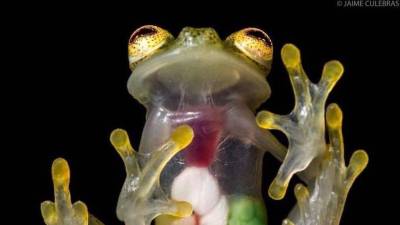 Nueva especie de rana de cristal descubierta por investigadores de la UTPL Nueva especie de rana de cristal descubierta por investigadores de la UTPL