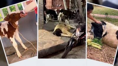 Guayaquil: salvan de la muerte a 4 terneritos y un torete que iban a ser faenados en camal clandestino Guayaquil: salvan de la muerte a 4 terneritos y un torete que iban a ser faenados en camal clandestino