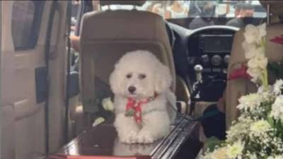 El conmovedor acto de Scoty, la mascota de un fallecido en accidente de bus en Tungurahua El conmovedor acto de Scoty, la mascota de un fallecido en accidente de bus en Tungurahua