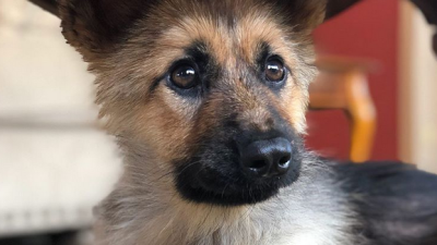 Pastor alemán con enanismo tiene la apariencia de un cachorro, debido a rara enfermedad Pastor alemán con enanismo tiene la apariencia de un cachorro, debido a rara enfermedad