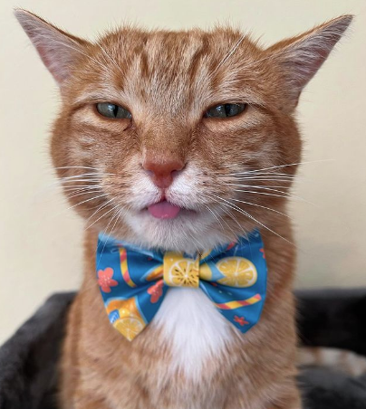 $!Foto: a_ginger_cat_named_rascal