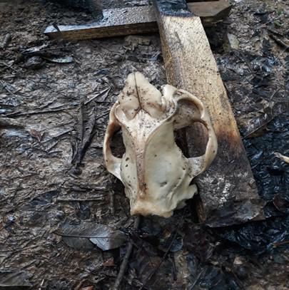 $!Restos de animales silvestres que son cazados ilegalmente en el Yasuní.