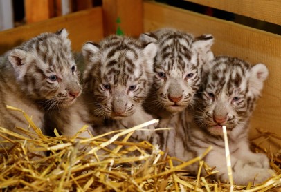 El reino animal en los zoológicos del mundo