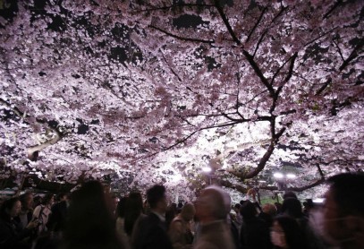 El florecimiento de los árboles de cerezo en Japón