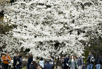 El florecimiento de los árboles de cerezo en Japón