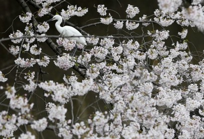 El florecimiento de los árboles de cerezo en Japón