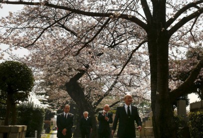 El florecimiento de los árboles de cerezo en Japón