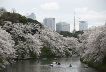 El florecimiento de los árboles de cerezo en Japón