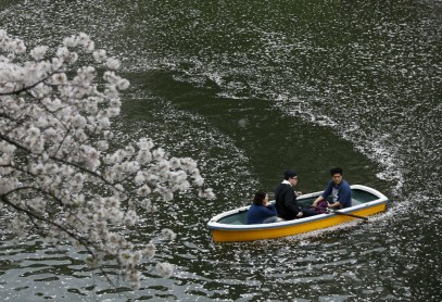 El florecimiento de los árboles de cerezo en Japón