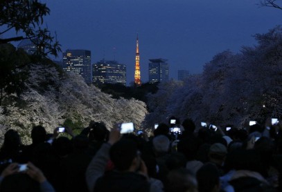 El florecimiento de los árboles de cerezo en Japón