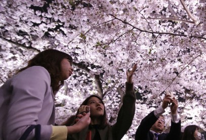 El florecimiento de los árboles de cerezo en Japón