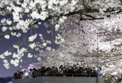 El florecimiento de los árboles de cerezo en Japón