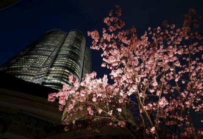El florecimiento de los árboles de cerezo en Japón
