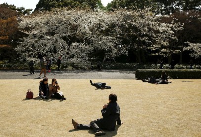 El florecimiento de los árboles de cerezo en Japón