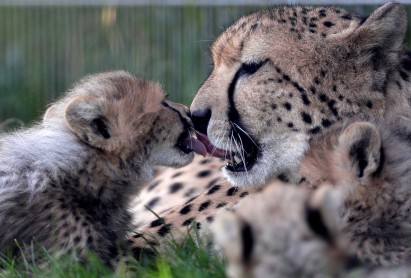 Nacen cachorros de guepardo en el Zoológico de Praga