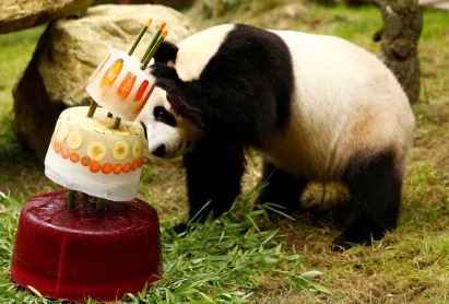 ¡Feliz cumpleaños Xing Ya! el panda gigante de Holanda
