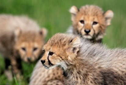 Nacen cachorros de guepardo en el Zoológico de Praga