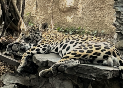 Autopistas de depredación: El tráfico de fauna silvestre en la Amazonía