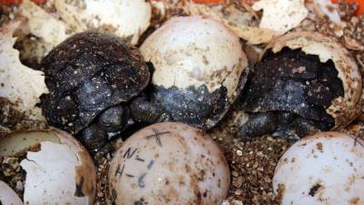La Navidad llega a las Islas Galápagos La Navidad llega a las Islas Galápagos
