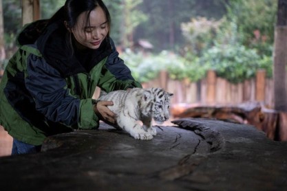 Tres cachorros de tigre blanco deslumbran a China