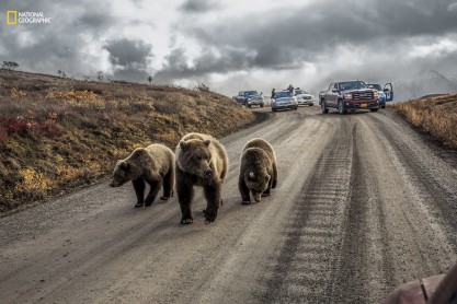 Las mejores fotos de animales del 2016, según National Geographic