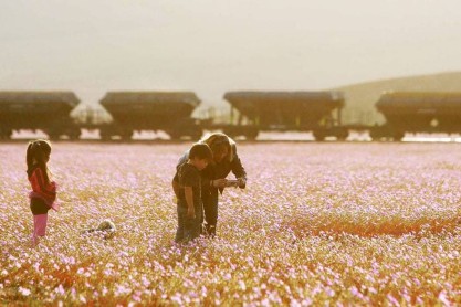 Florece el desierto de Atacama