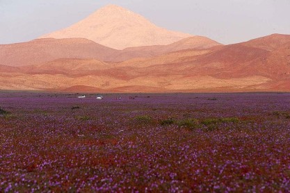 Florece el desierto de Atacama