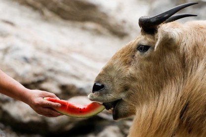 Animales del zoológico de Pekín combaten el calor de China