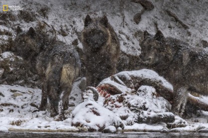 Las mejores fotos de animales del 2016, según National Geographic