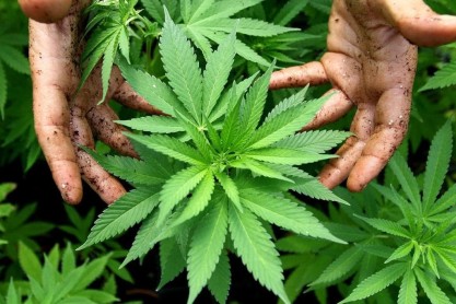 El eco de legalizar la marihuana en América Latina