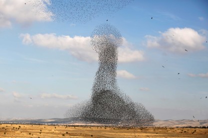 Aves migratorias se ven en el cielo de Beit Kama
