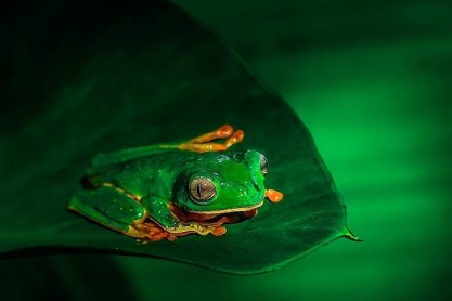 La asombrosa amazonía ecuatoriana