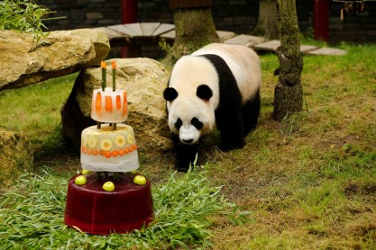 ¡Feliz cumpleaños Xing Ya! el panda gigante de Holanda