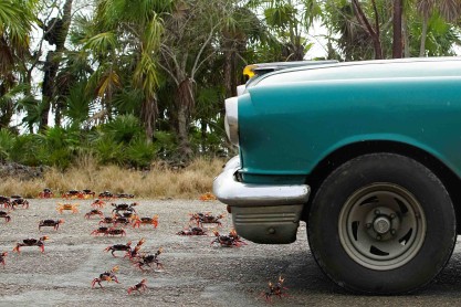 El increíble viaje de los cangrejos para poner sus huevos en la playa de Cuba