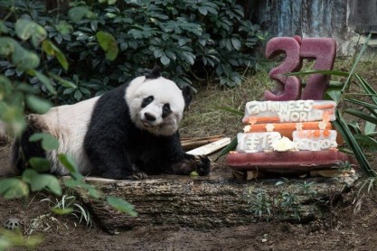 Panda rompe récord de longevidad en cautiverio