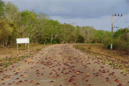 El increíble viaje de los cangrejos para poner sus huevos en la playa de Cuba