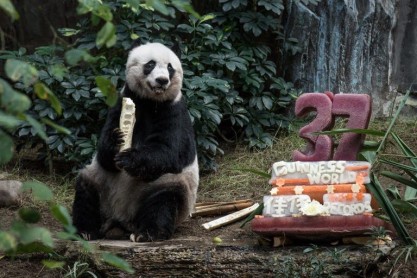 Panda rompe récord de longevidad en cautiverio
