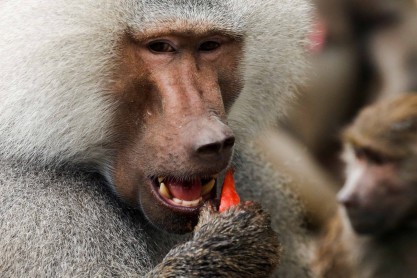 Animales del zoológico de Pekín combaten el calor de China