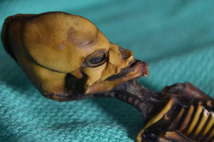 El polémico caso de ‘ata’, la momia ‘alien’ que engañó a varios científicos