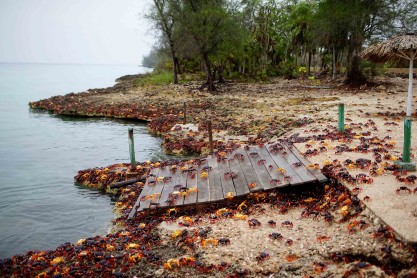El increíble viaje de los cangrejos para poner sus huevos en la playa de Cuba