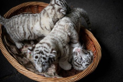 Tres cachorros de tigre blanco deslumbran a China