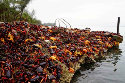 El increíble viaje de los cangrejos para poner sus huevos en la playa de Cuba