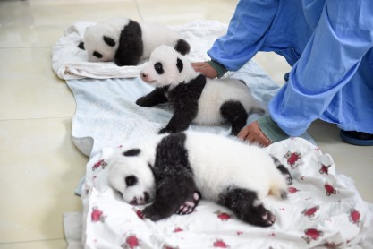 Bebés panda son presentados en China