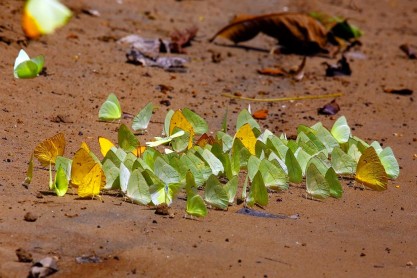 La asombrosa amazonía ecuatoriana