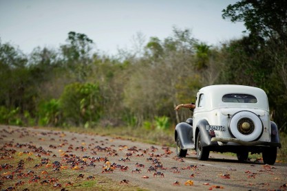 El increíble viaje de los cangrejos para poner sus huevos en la playa de Cuba