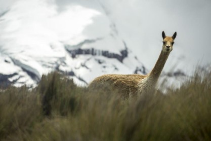 El Chimborazo pierde su imponente atuendo de hielo