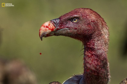 Las mejores fotos de animales del 2016, según National Geographic