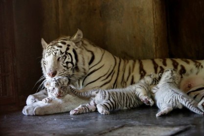 El instinto materno en los animales